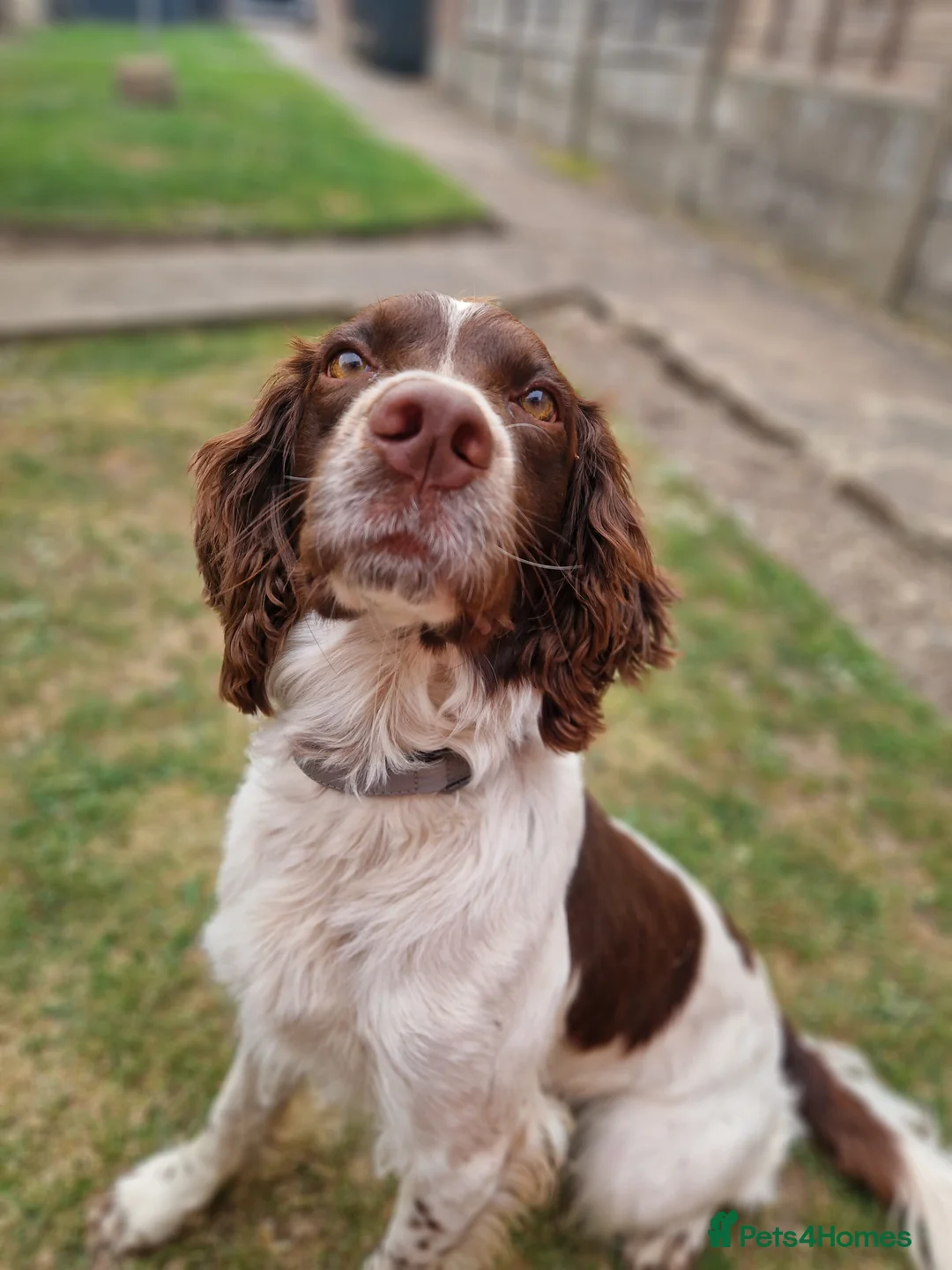 English Springer Spaniel dogs for stud: English Springer Spaniel.Proven.GGS of Helmsway  in Poole - Advert 2