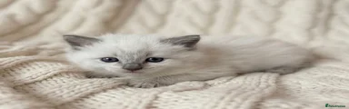 Ragdoll Kitten 4