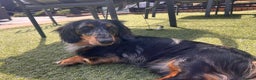 Miniature Dachshund dogs for stud: Kc reg champions lines silver dapple stud  in Upminster - Advert 2
