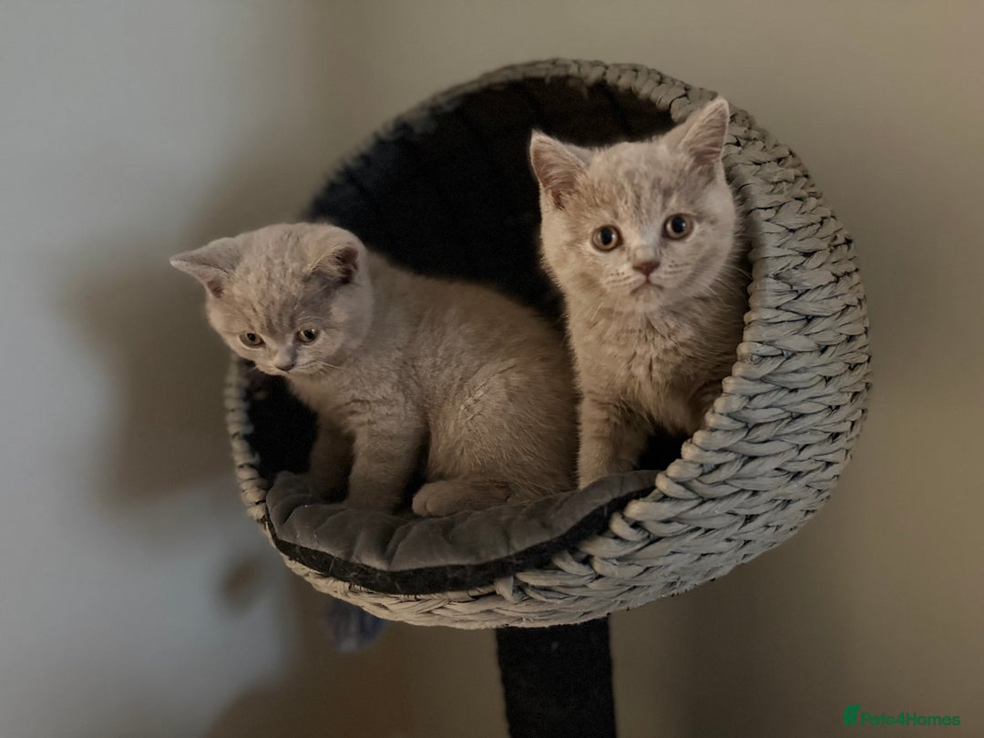British Shorthair cats for sale: ONE LEFT Chunky Lilac GCCF British Shorthair Male - Image 8