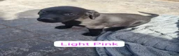Labrador Retriever dogs for sale: KC BLACK LABRADOR PUPPIES - Advert 17