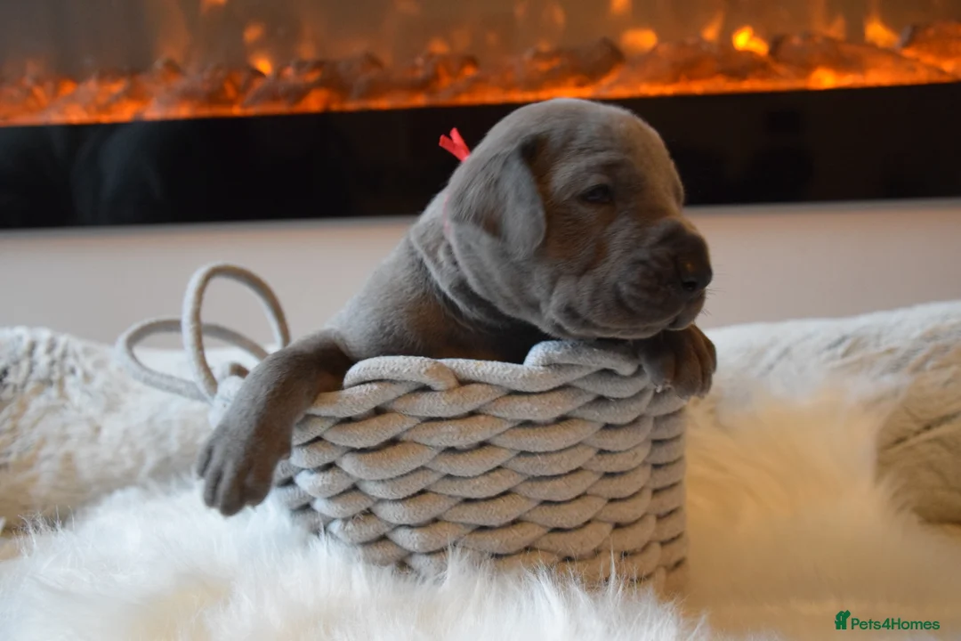 Great Dane dogs for sale: Solid Blue Great Dane Pups - Advert 1