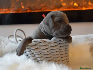Great Dane dogs Solid Blue Great Dane Pups - Advert 3