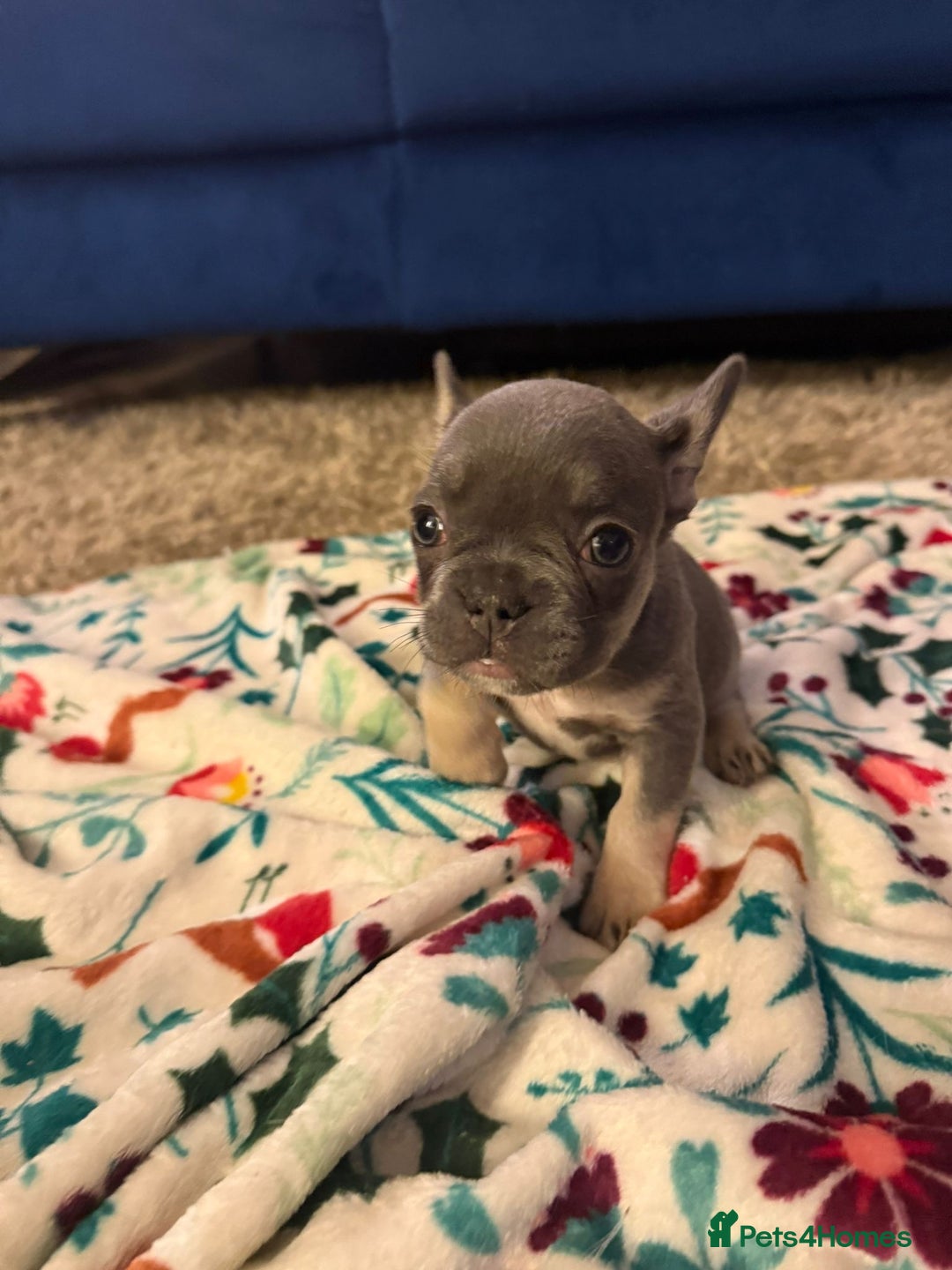 French Bulldog dogs for sale: French bulldog puppies  - Advert 3