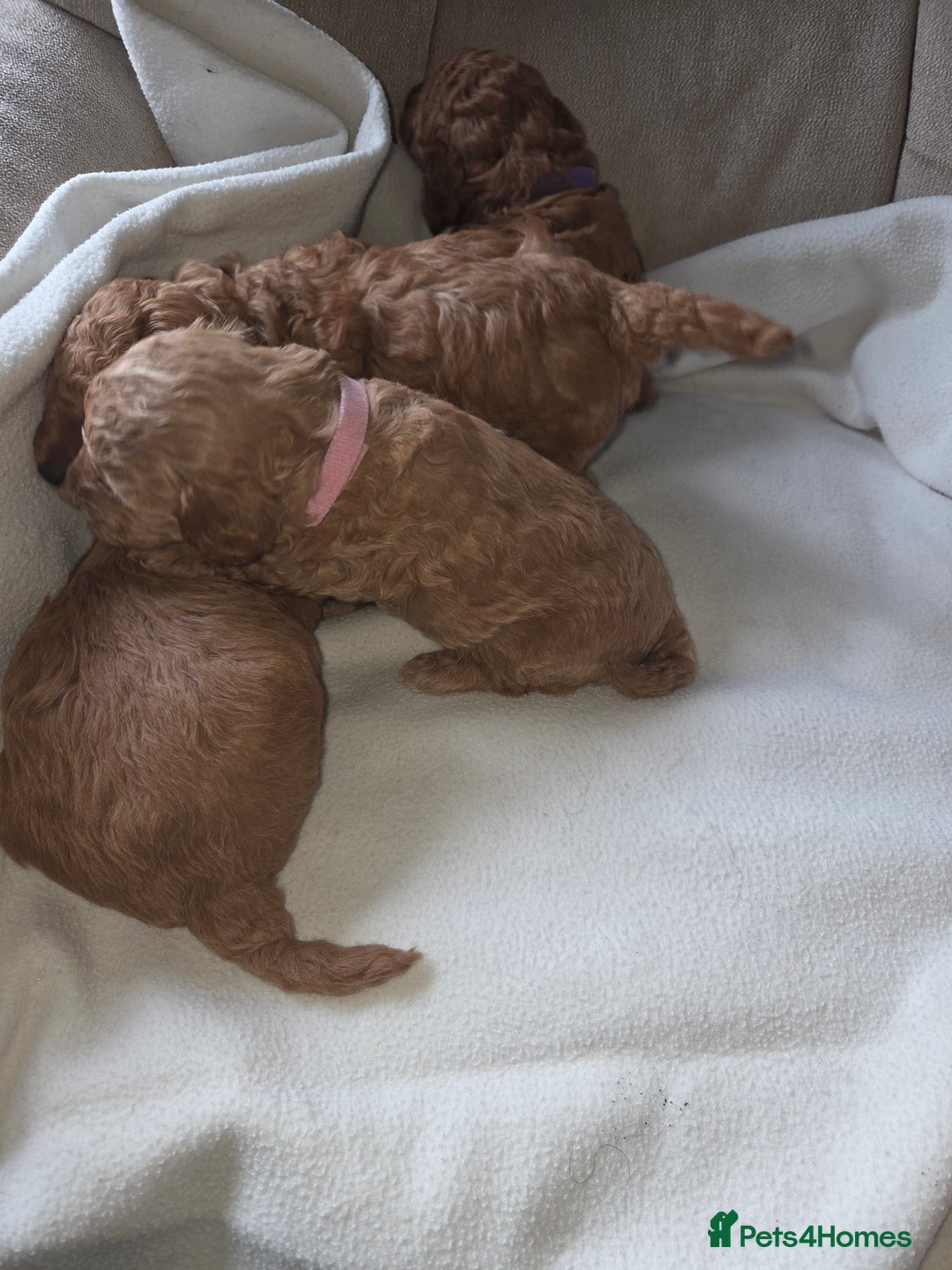 Poochon dogs for sale: Poochon pups for sale - Advert 5