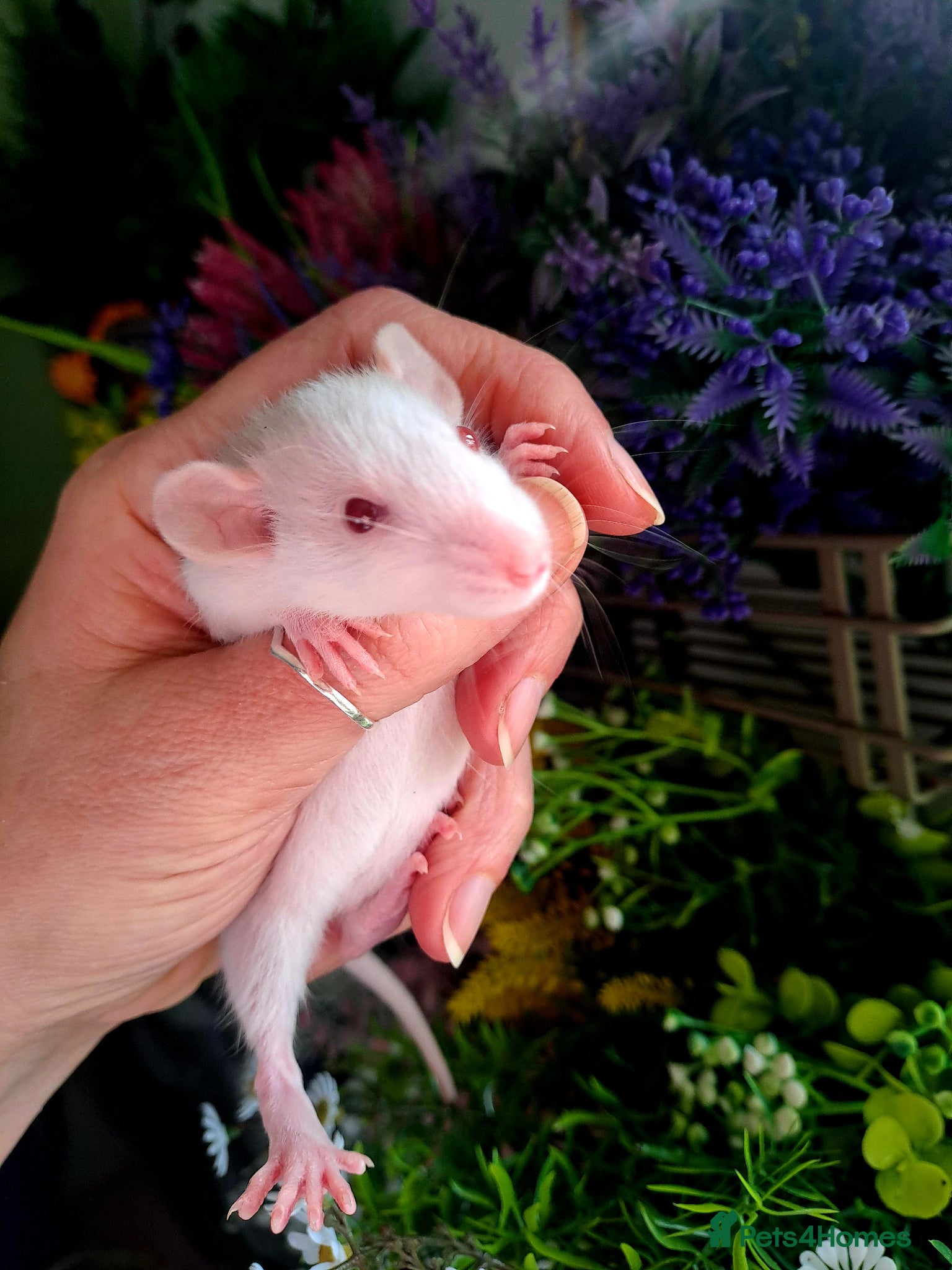 Rat rodents 2 dumbo boys looking for forever home  - Advert 3