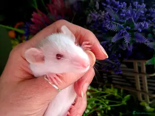 Rat rodents 2 dumbo boys looking for forever home - Advert 3