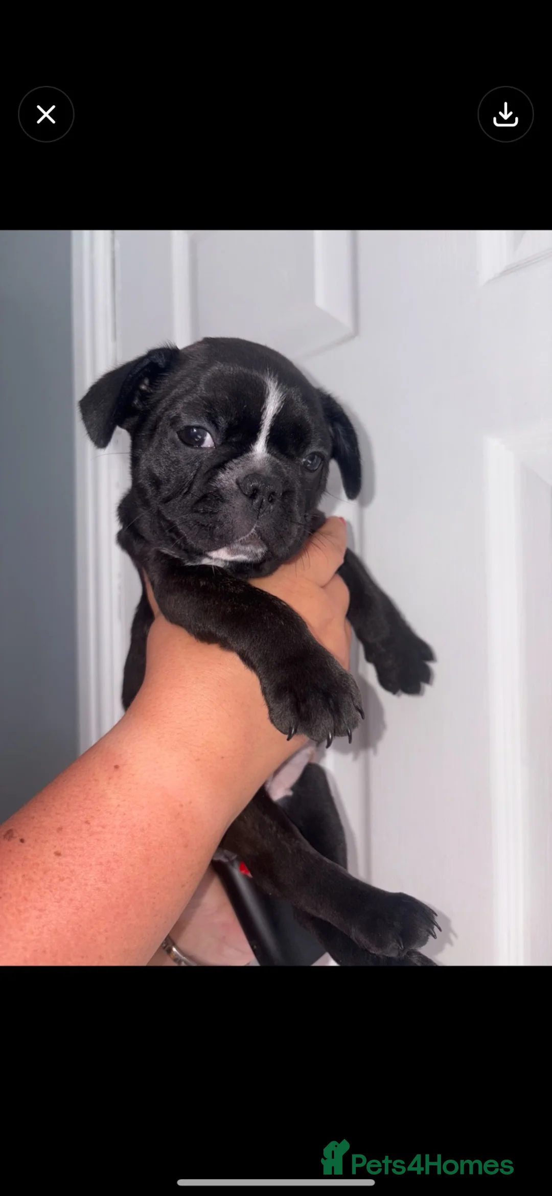 French Bulldog dogs for sale: French bulldogs puppy’s in Darlington - Advert 2