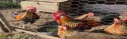 Chickens poultry for sale: Brown Leghorn cockerel  - Advert 2