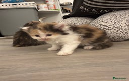 Persian cats for sale: Persian Kittens  - Image 29