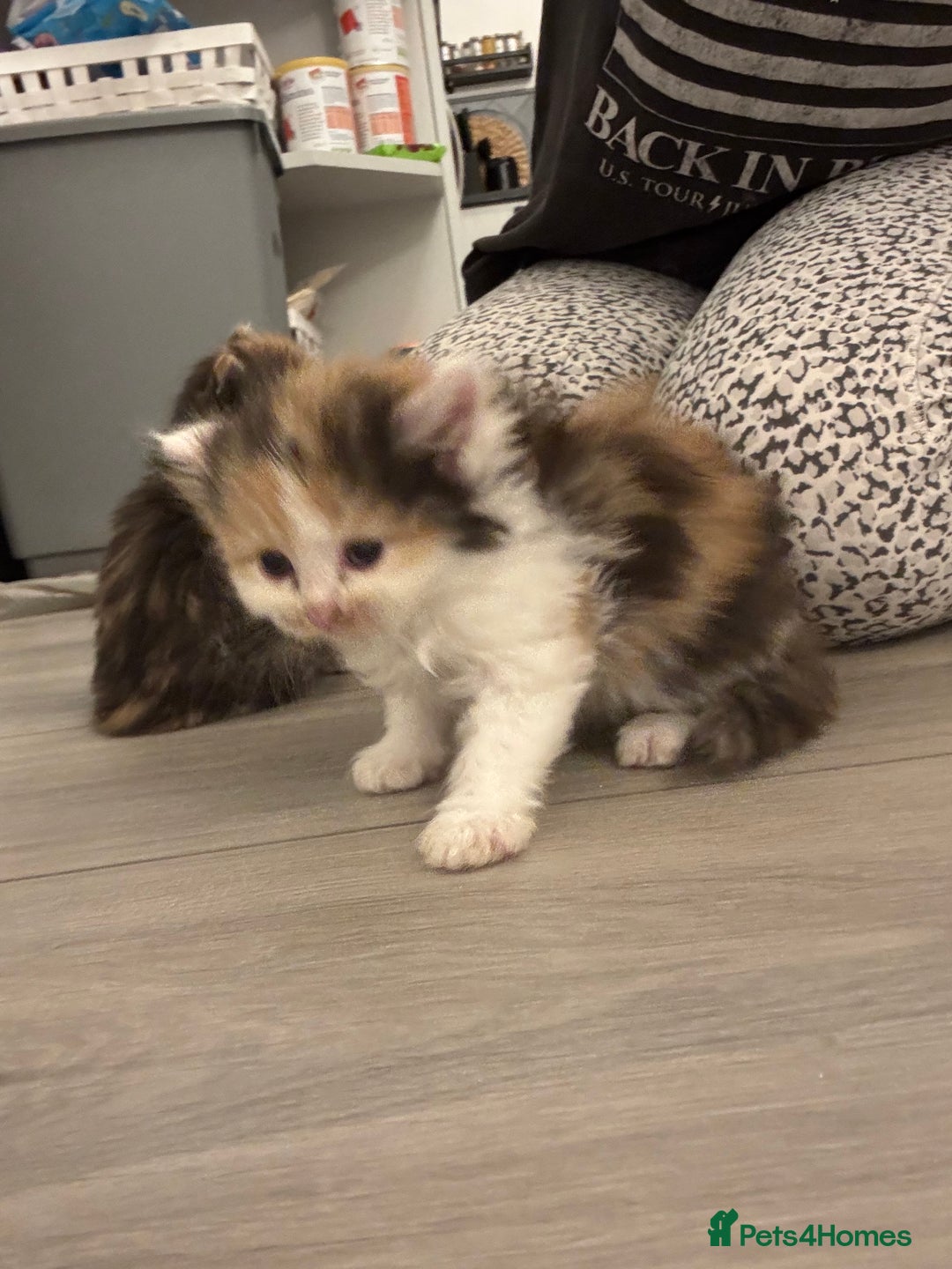 Persian cats for sale: Persian Kittens  - Image 29