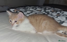Mixed Breed cats for sale: Half norweigen forest cat 1/4 bengal 1/4 longhair - Image 15