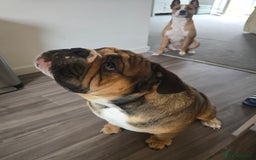 English Bulldog dogs for stud: 1 YEAR OLD MARSHALL READY TO TRY STUDDING  - Image 6