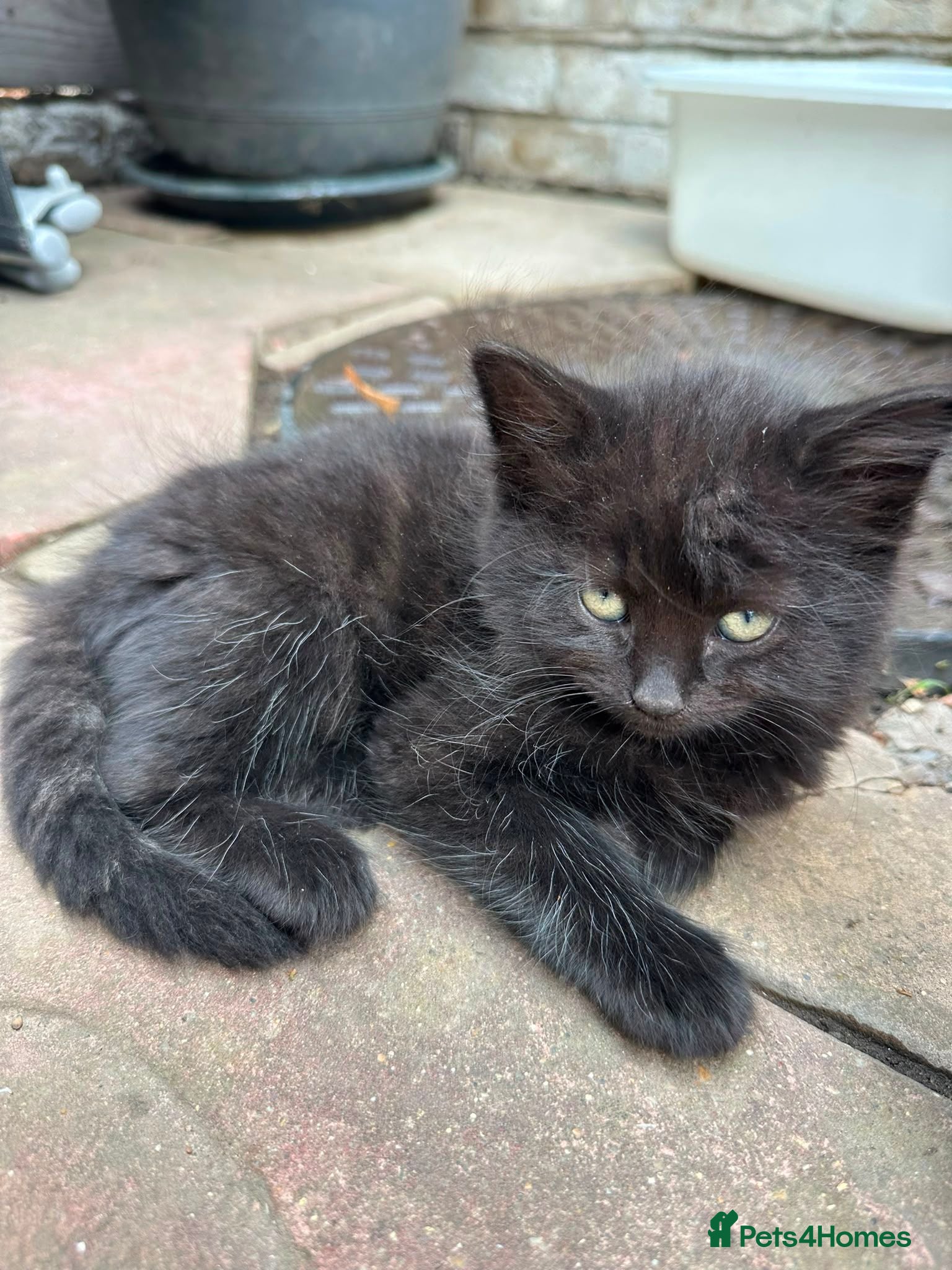 Mixed Breed cats Fluffy Adorable Kittens - Advert 2