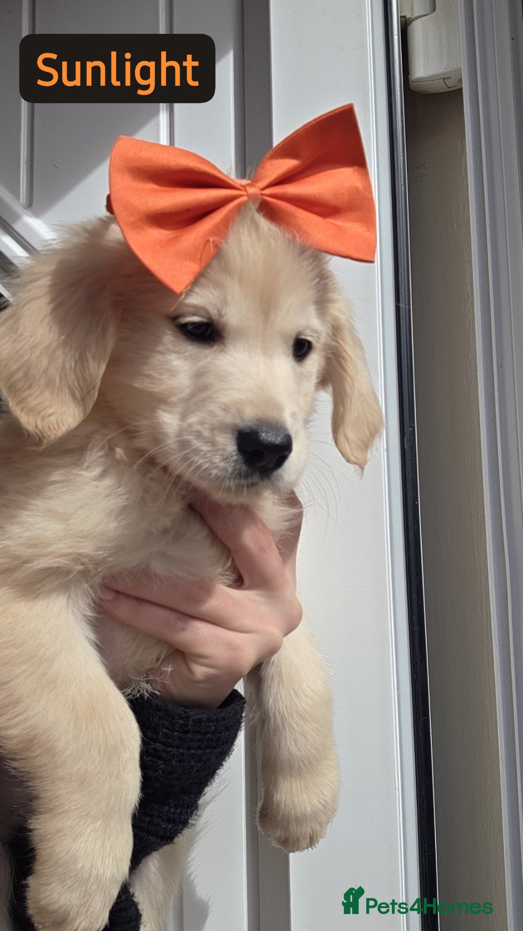 Golden Retriever dogs Golden retriever - Advert 17