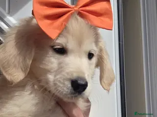 Golden Retriever dogs Golden retriever - Advert 17