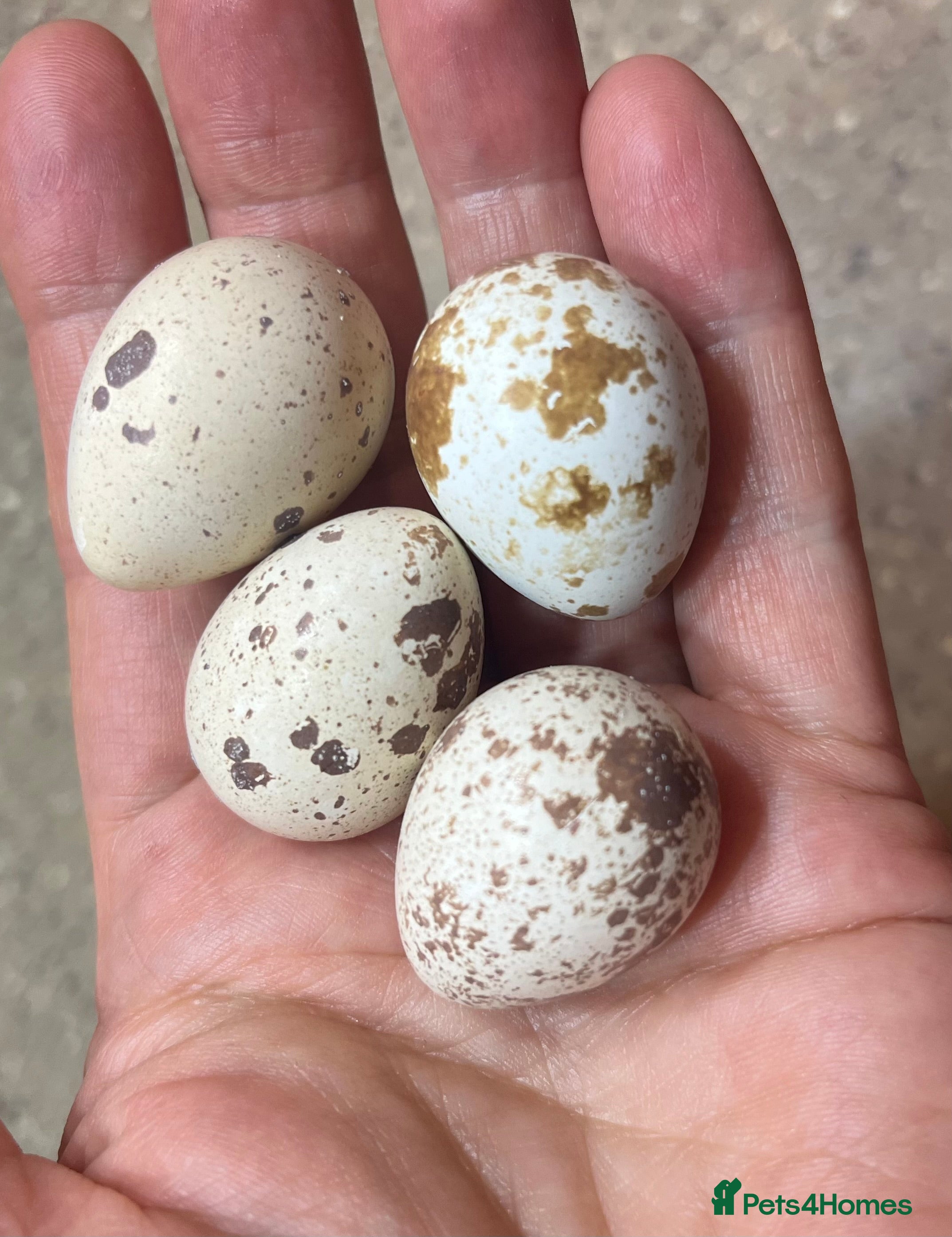 Quail poultry 6 Californian quail hatching eggs  - Advert 2