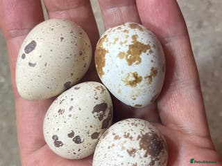 Quail poultry 6 Californian quail hatching eggs - Advert 4