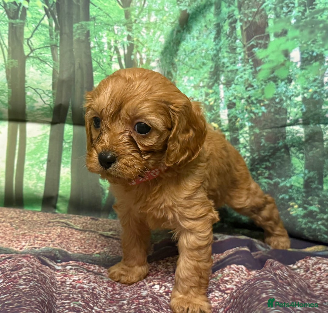 Cavapoo dogs for sale: Lovely litter of F1 Cavapoos - Advert 21