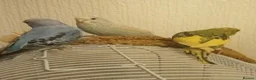 Budgerigars birds for sale: Baby budgie for sale  - Advert 8