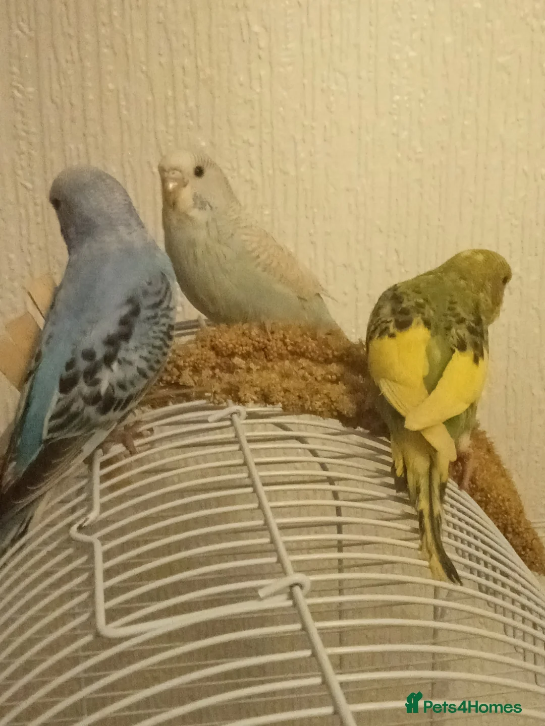 Budgerigars birds for sale: Baby budgie for sale  - Advert 8