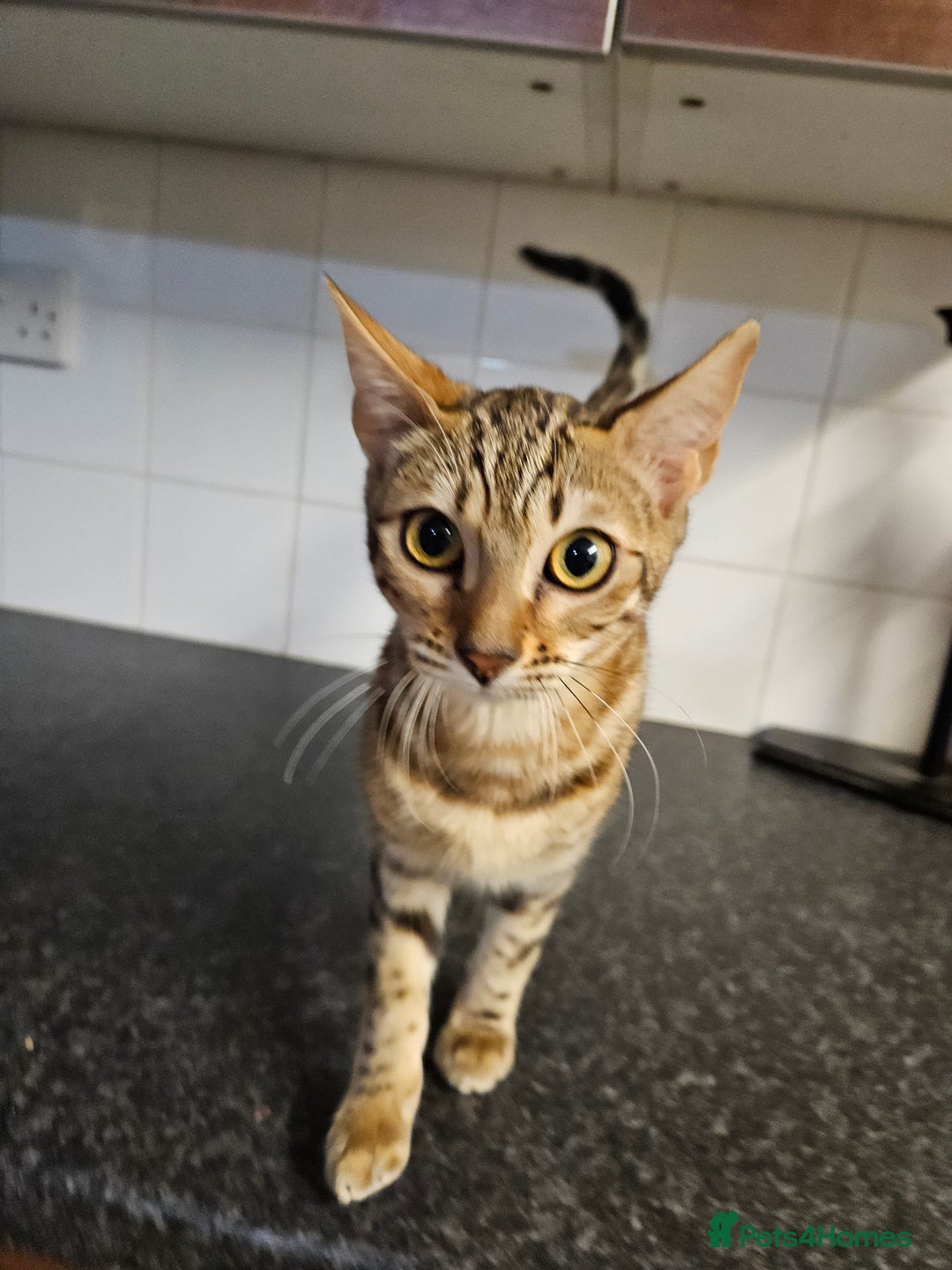 Bengal cats for sale: Silver/ mink bengals kittens  - Advert 36