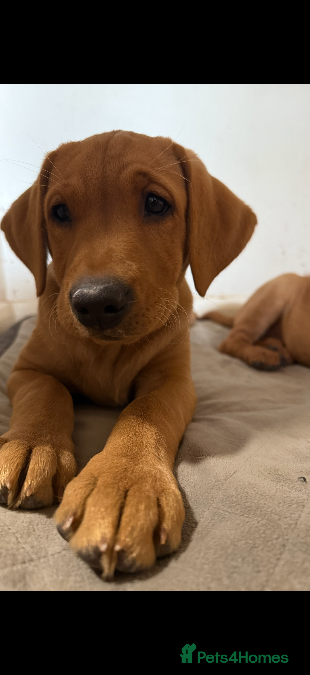 Labrador Retriever dogs for sale: Ready to leave - KC Fox Red Labrador puppies - Image 18