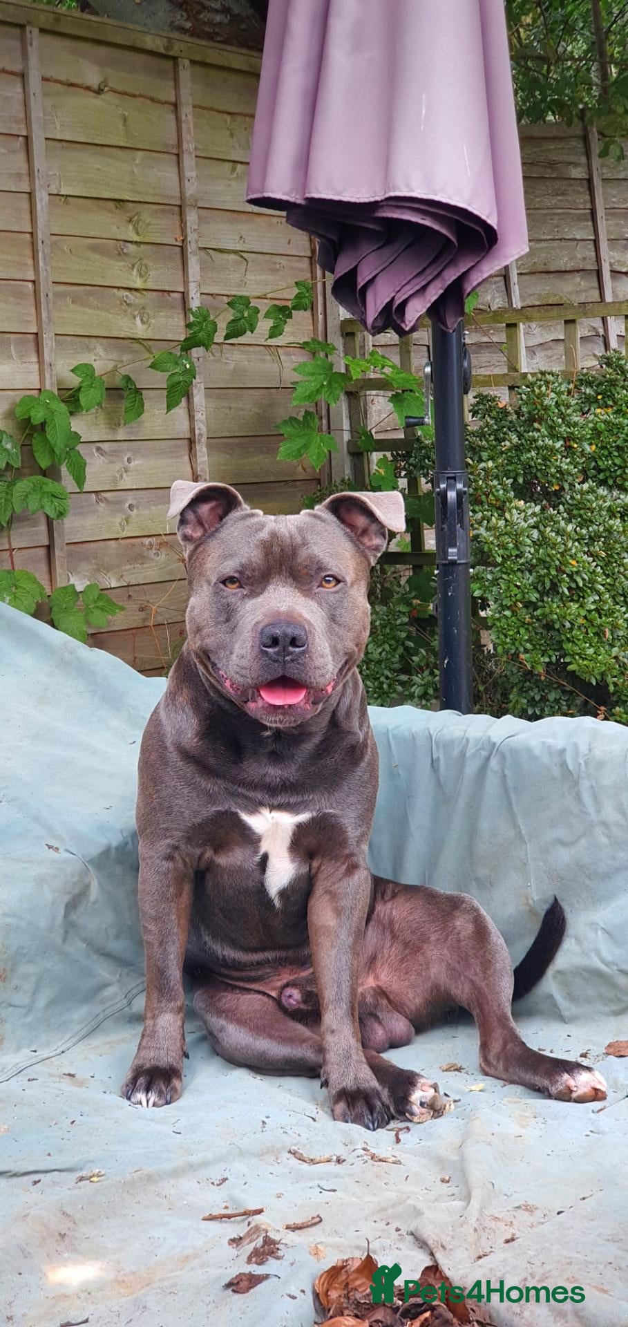 Staffordshire Bull Terrier dogs Male for Stud - "Sexy Rexy"  - Advert 7