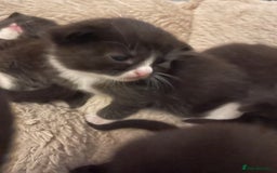 Domestic Shorthair cats for sale: Beautiful kittens  - Image 3