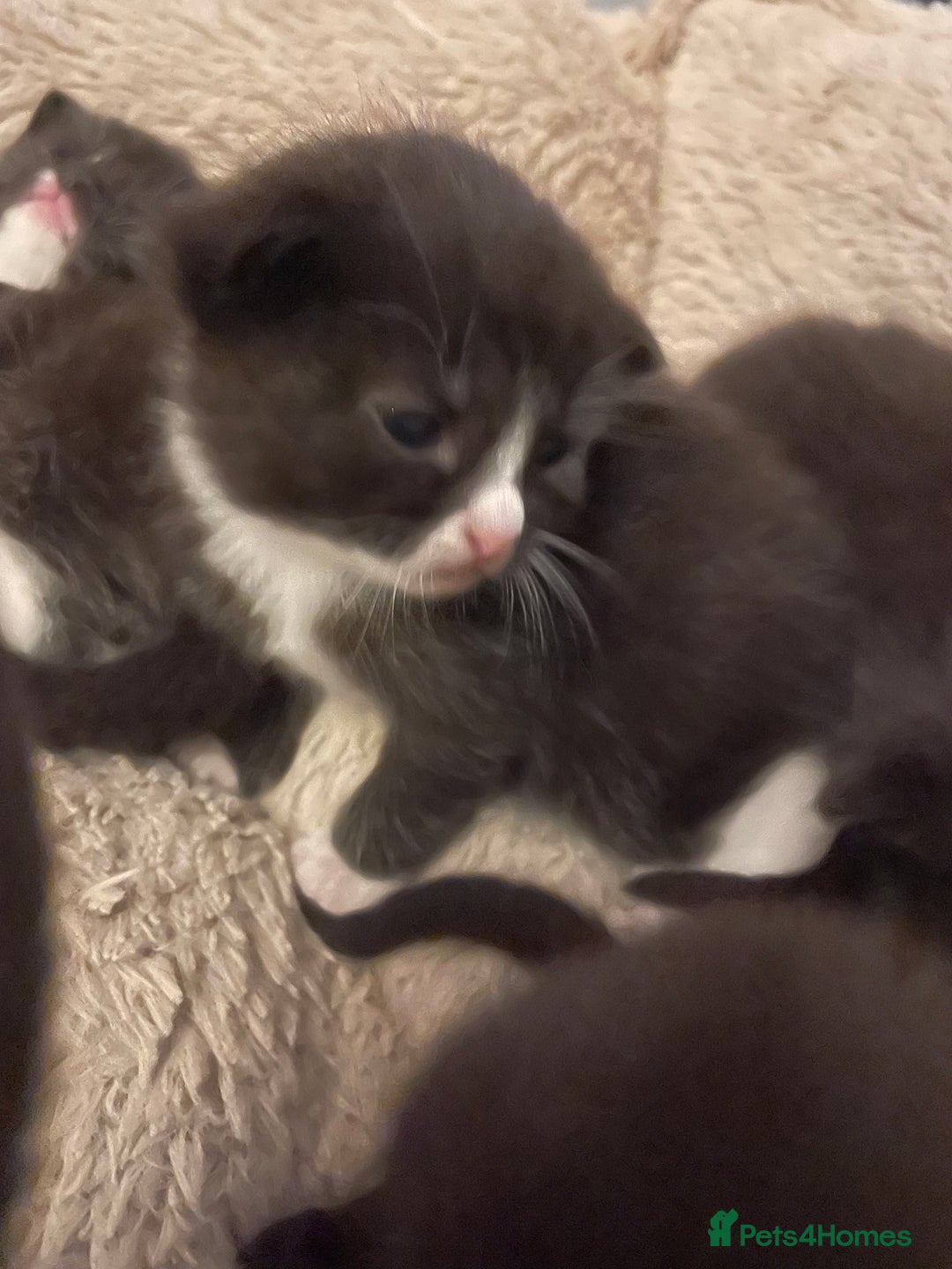 Domestic Shorthair cats for sale: Beautiful kittens  - Image 3
