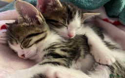 Domestic Shorthair cats for sale: Adorable, Friendly little pickles - Image 5