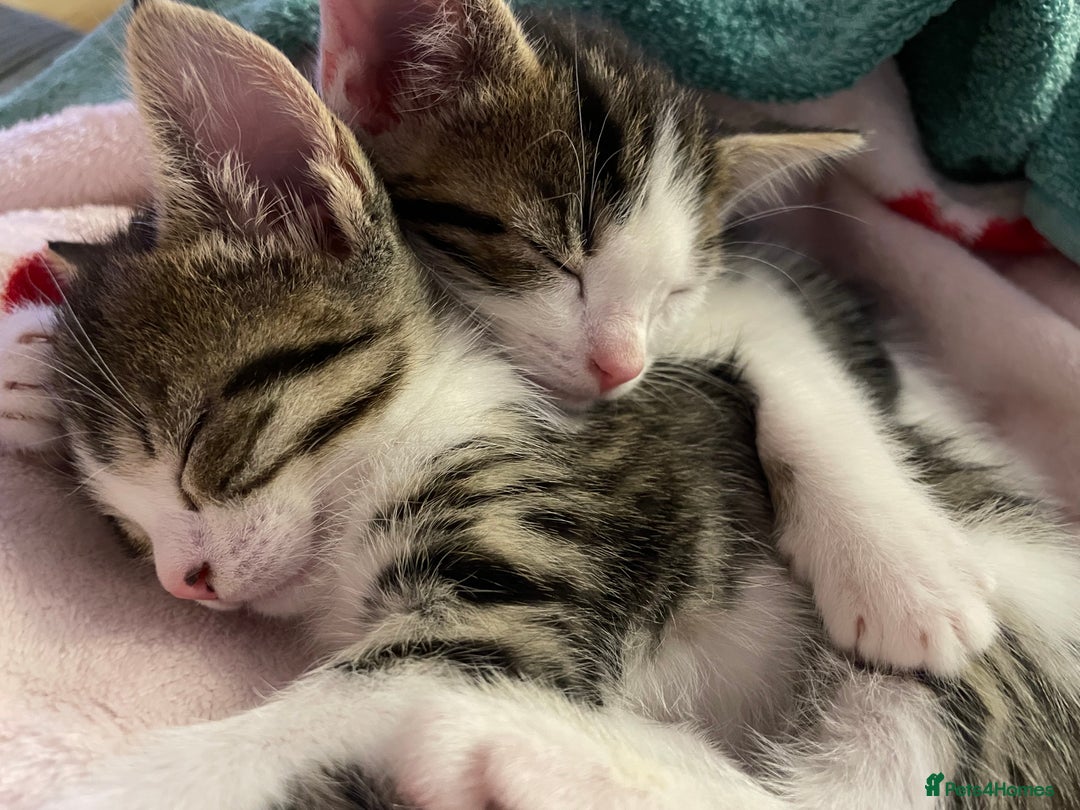 Domestic Shorthair cats for sale: Adorable, Friendly little pickles - Image 5