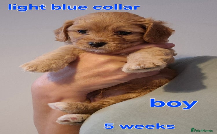 Cavapoochon dogs - Advert 1