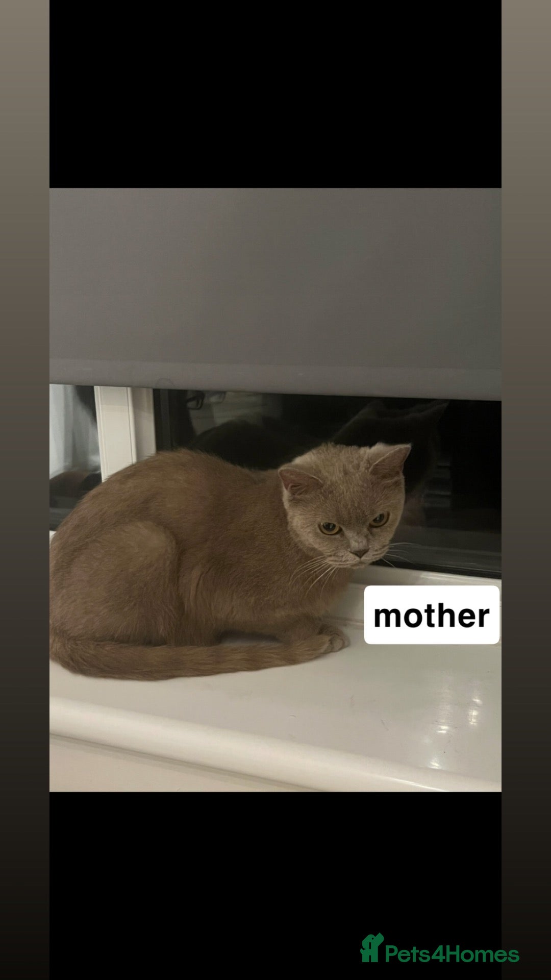 British Shorthair cats Beautiful British Shorthair - Advert 2