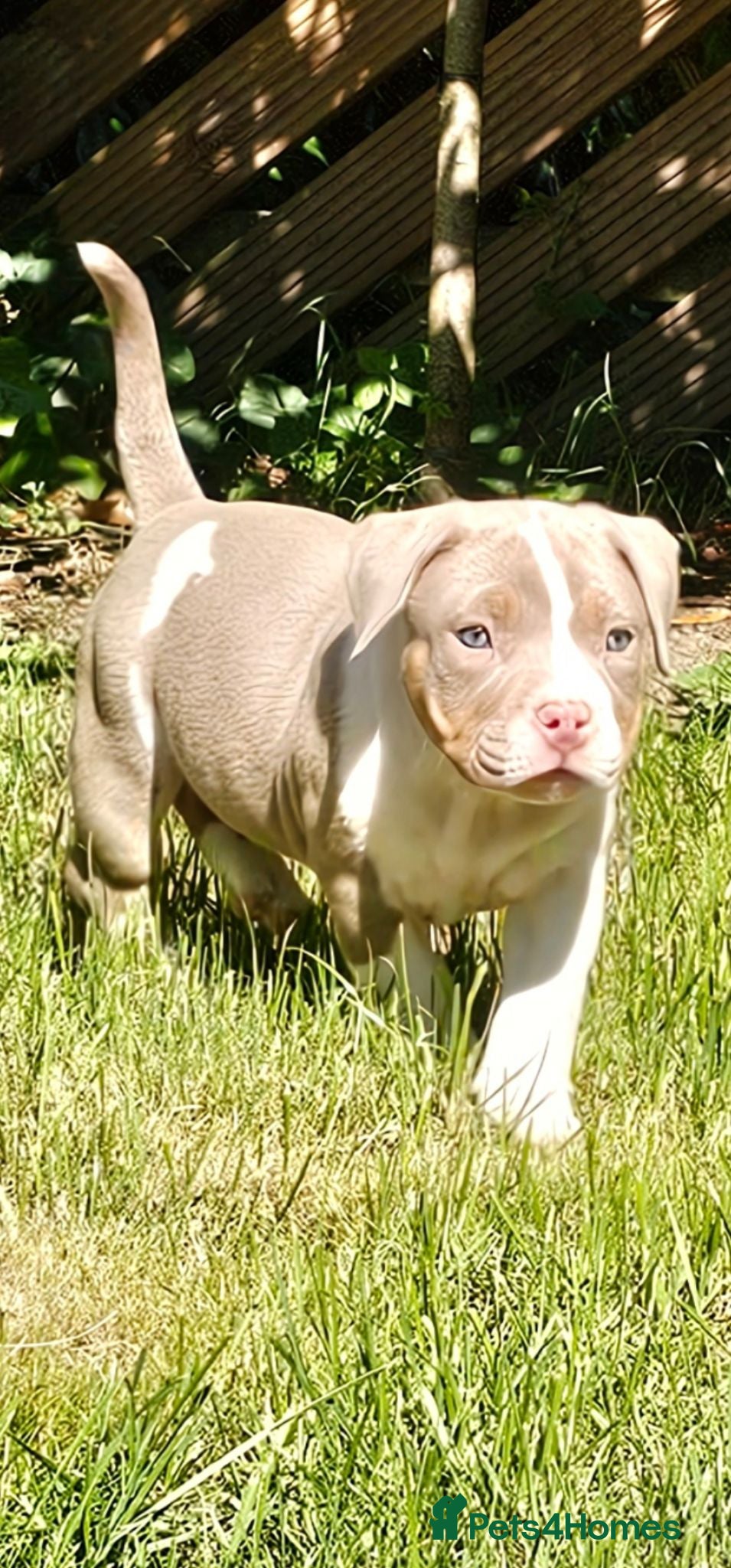American Bully dogs Cowboyline pocket bullies (9 weeks old) - Advert 2