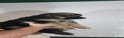 German Shepherd dogs for sale: A Healthy litter of 5 German Shepherds  - Advert 15