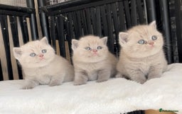 British Shorthair cats for sale:  Absolutely Beautiful BSH Champion Line kittens  - Image 11