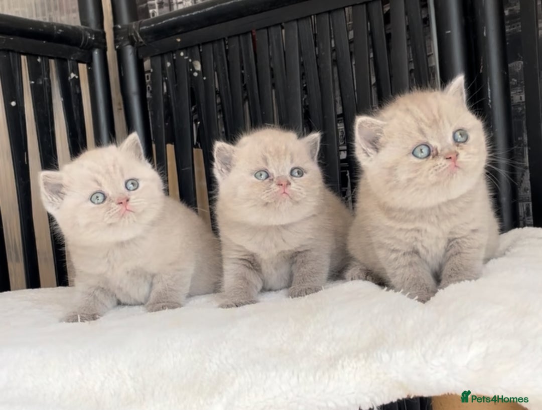 British Shorthair cats for sale:  Absolutely Beautiful BSH Champion Line kittens  - Image 11