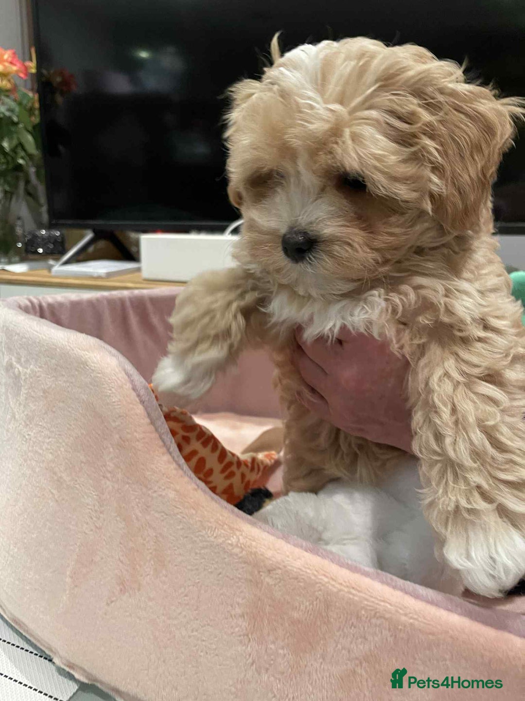 Maltipoo dogs for sale: Maltipoo girl puppy for sale  - Advert 9