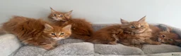 Maine Coon cats for sale: Stunning maine coon kittens xl excellent quality  - Advert 11