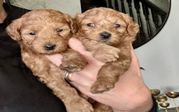Cavapoo dogs for sale: Gorgeous Cavapoo puppies from family home  - Image 3
