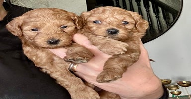 Cavapoo dogs - Advert 12