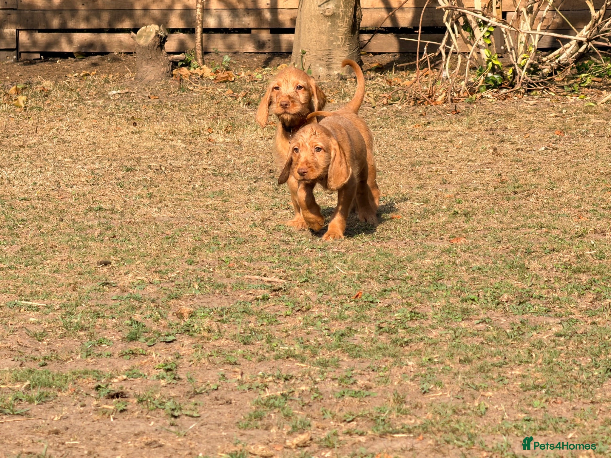 Hungarian Vizsla dogs Wirehaired Hungarian Vizsla 💕 Ready to Go Home  - Advert 2