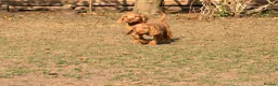 Hungarian Vizsla dogs for sale: Wirehaired Hungarian Vizsla 💕 Ready to Go Home  - Advert 2