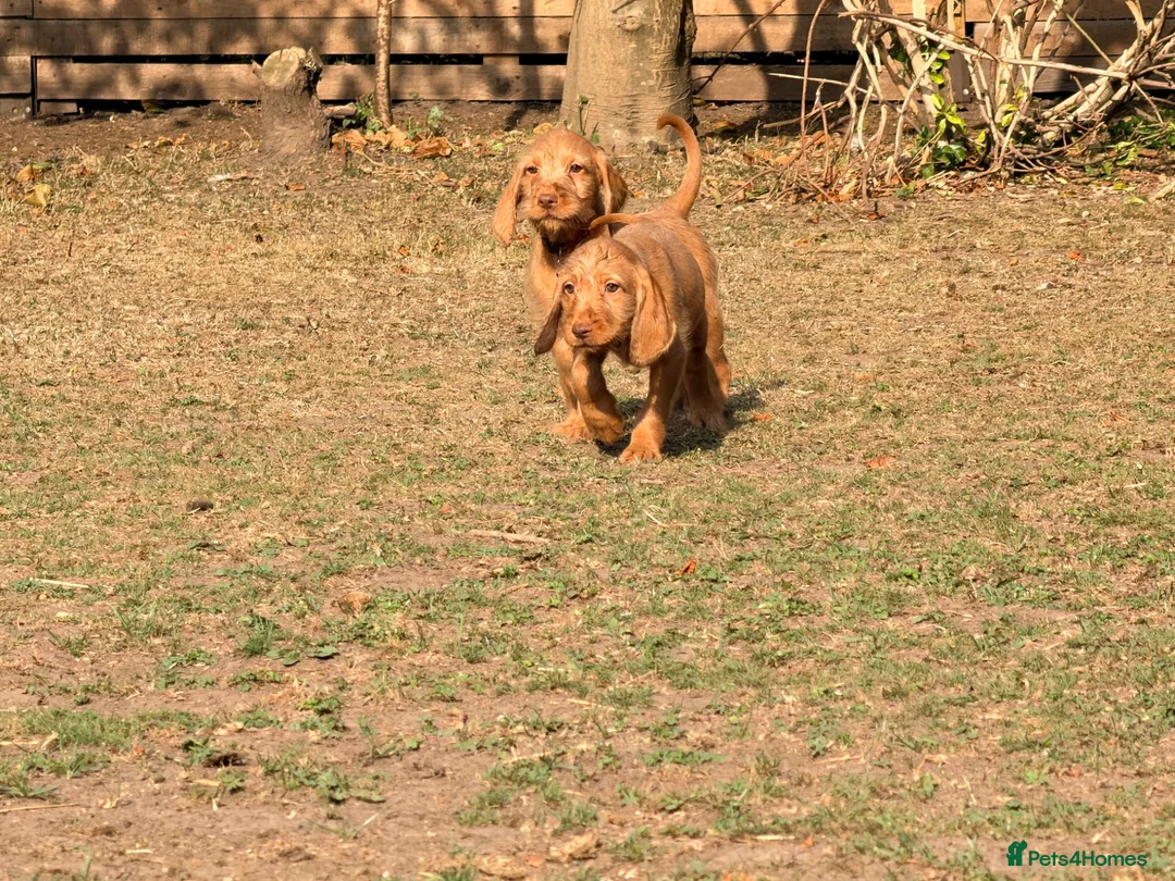 Hungarian Vizsla dogs for sale: Wirehaired Hungarian Vizsla 💕 Ready to Go Home  - Advert 2