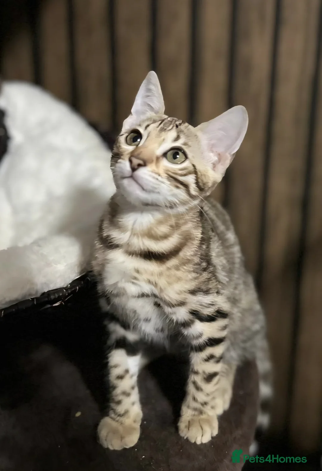 Bengal cats for sale: Just 1 girl left... Ready from END of April - Advert 2