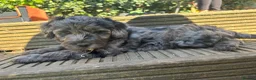 Australian Labradoodle dogs for sale: *READY TO GO* 💕Australian Labradoodle Puppies💕 - Advert 27
