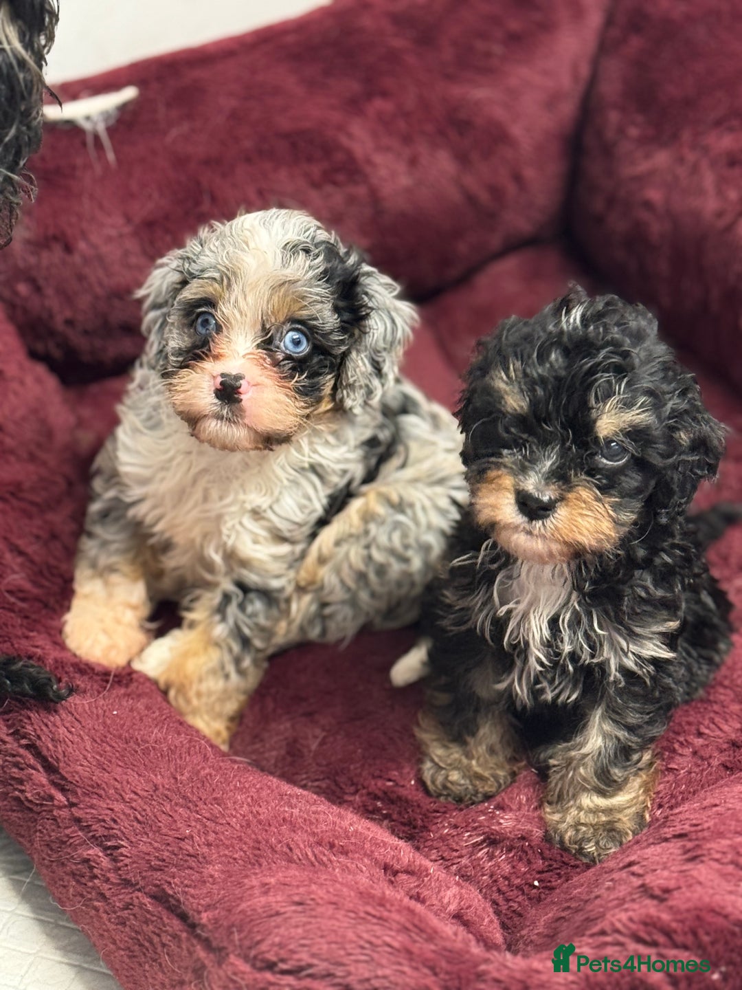 Cavapoo dogs for sale: Cavapoo puppies f1  - Advert 9