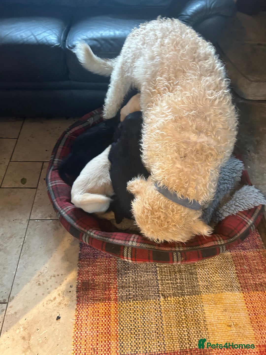 Mixed Breed dogs for sale: Cavapoo Puppies - Advert 13