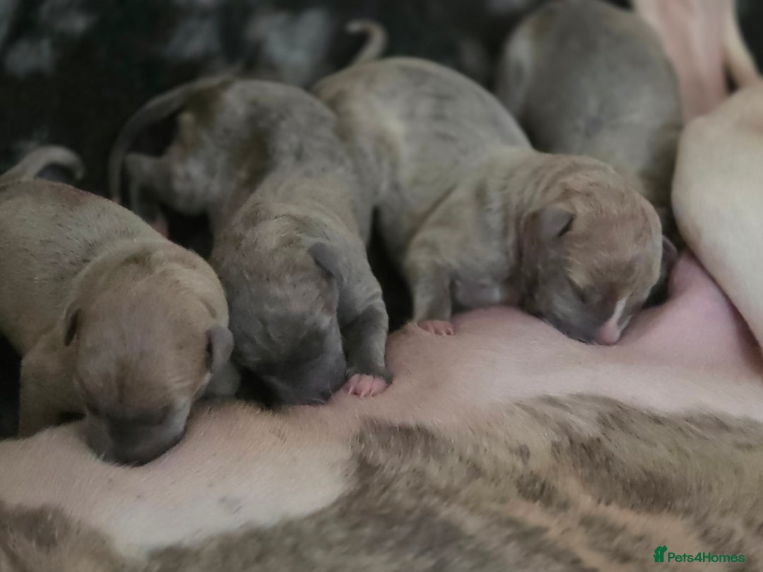 Whippet dogs for sale: Gorgeous kc registered whippet puppies  - Advert 4